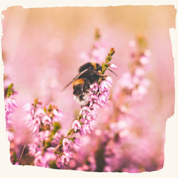 Bee pollinates lavender