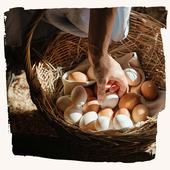 Hühner-Eier glücklicher Hühner sind sehr selten