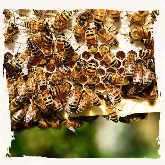 Bienen