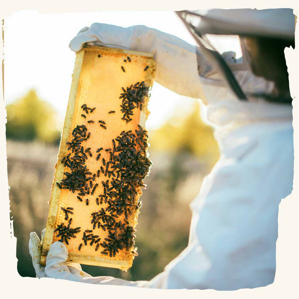 Beekeeper shows bees honeycomb