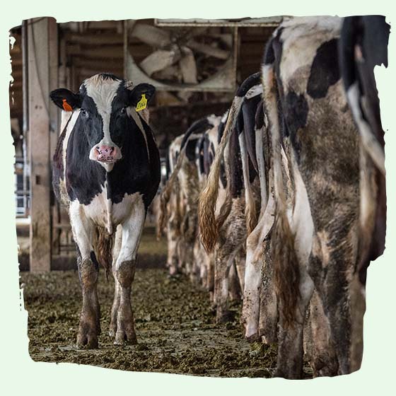 Kuh in Stall dient als Milchmaschine