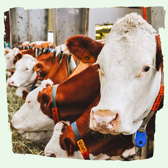 Kühe in Massentierhaltung, Kühe als Milchmaschinen