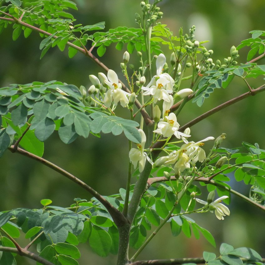 Moringa Tree 