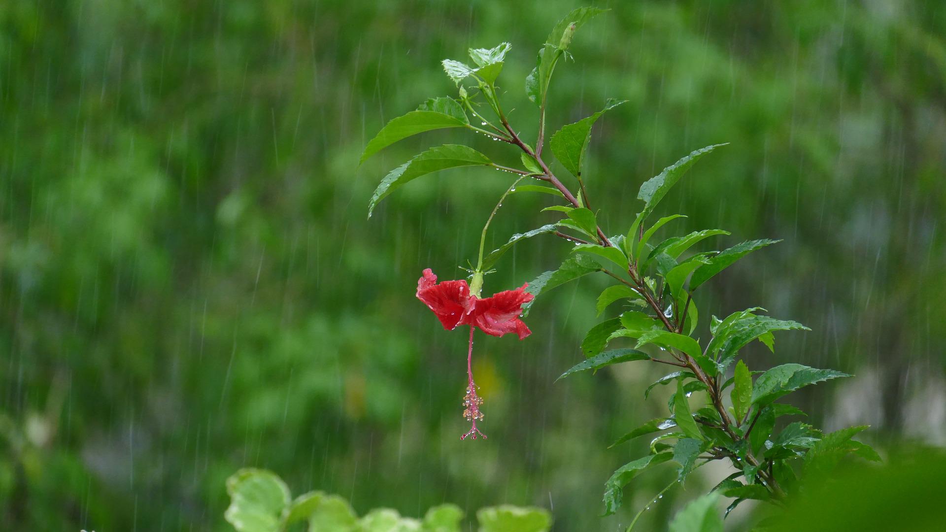 Hibiscus