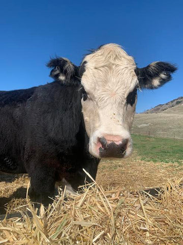 Angus Cross Steer