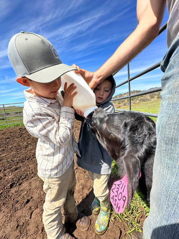 bottle feeding a calf