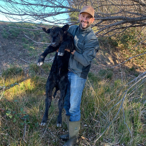 Black Angus Calf