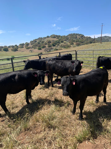 Angus Heifers