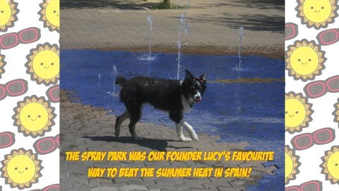 Dog keeping cool in spray park water in spain