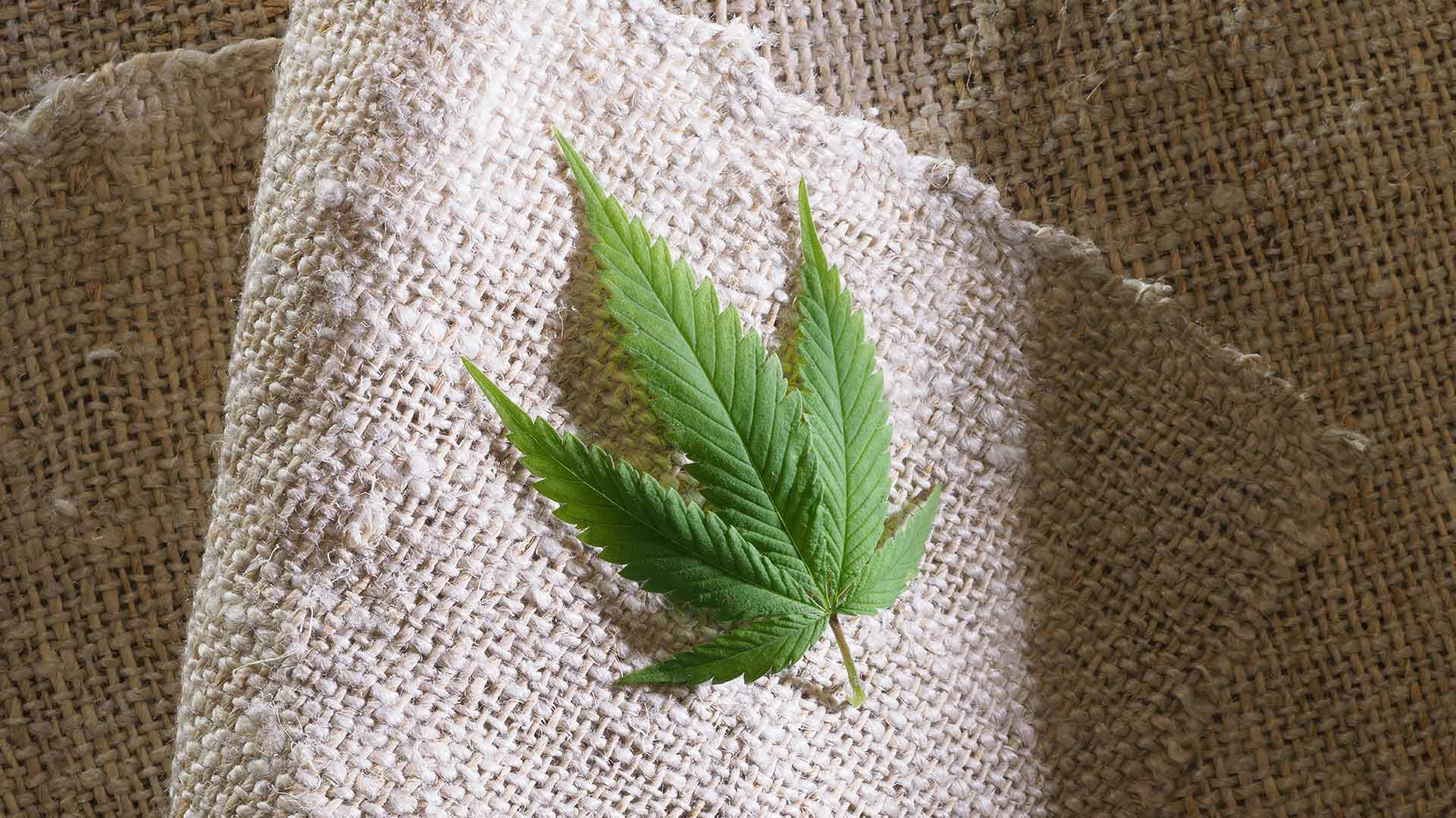 cannabis leaf on hemp fabric