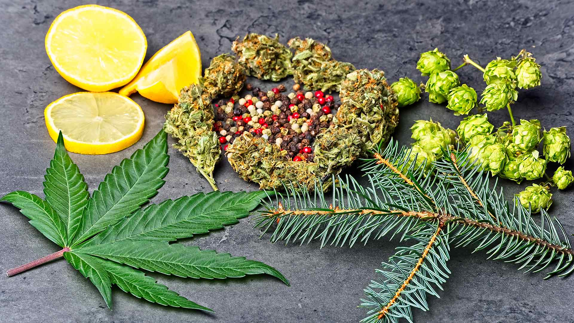 terpenes in lemon hemp cannabis hops and pine