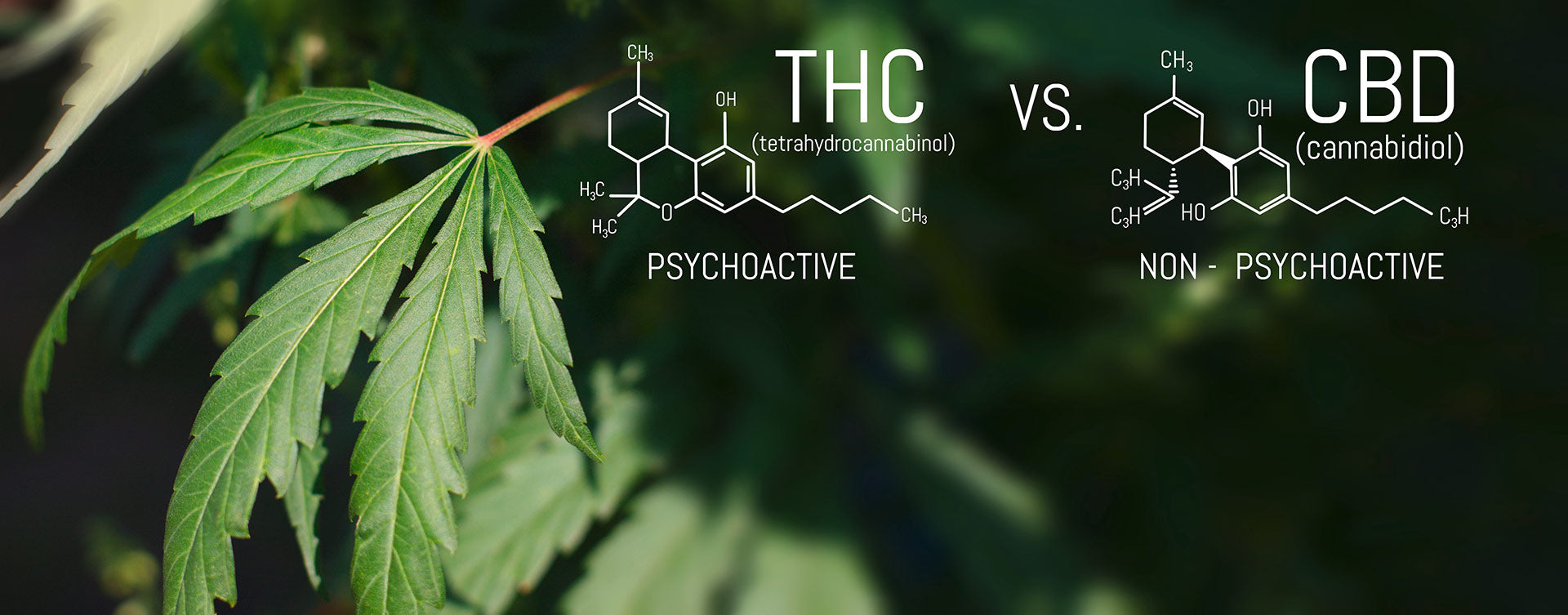 cbd and thc chemical formulas and cannabis leaf