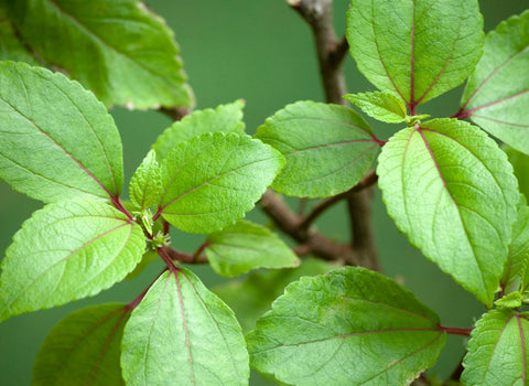 Mamaki Tea Leaves