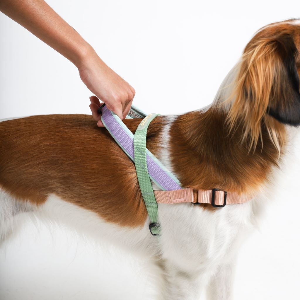 Zee.Dog no-pull dog harness with control handle