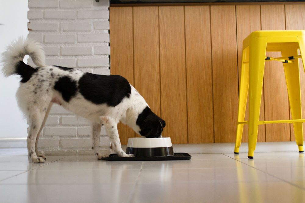 black and white collie dog eating from bowl