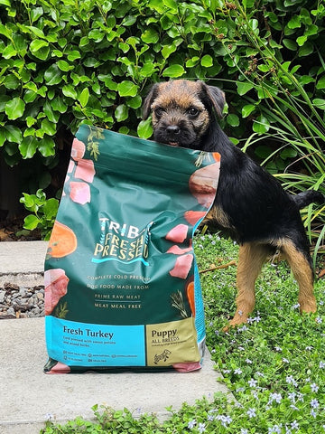 Young Border Terrier puppy with a bag of Tribal Fresh Pressed puppy food