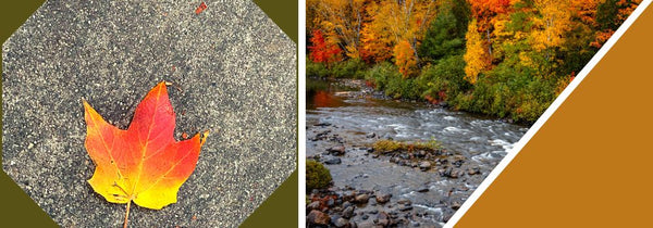 Photo of a brilliant red and orange maple leaf laying on grey asphalt is next to a photo of  a bright fall color forest next to a babbling brook.