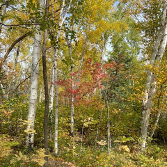 Lovely fall photo of the birch forest with brilliant fall colors of russet, light wine, olive and lime green, yellow green foliage intermixed with brilliant white birch tree trunks.