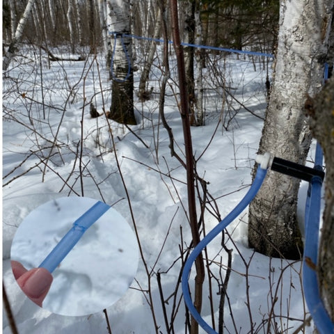 The Canadian Birch Company birch forest in winter. There is several feet of snow on the ground, birch trees and the lateral sap collection lines are shown in the scene. A hand is holding a close up view of a line that has been chewed by a small animal, likely a squirrel. That line will need to be patched.