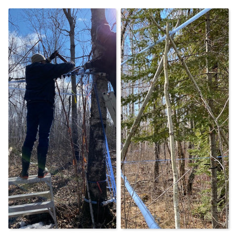 Glenda and Rory's family assisting with sap line maintenance. Birch log tripod holding up the sap lines.