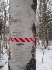 Close up of a healthy mature birch tree approximately 9 inches in diameter adorned with a bright neon pink surveyor tape, flagged for tapping.