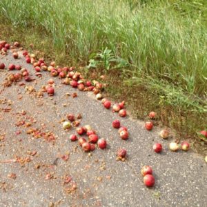 many apples lying on the side of the road, some run over.