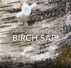 Close up view of a birch tree trunk with a tap installed in it, and dripping