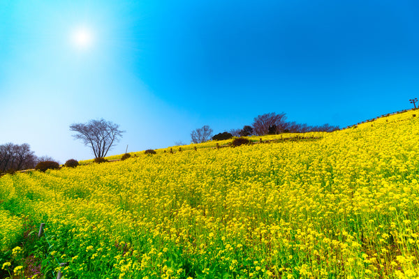 千葉の県花 菜の花