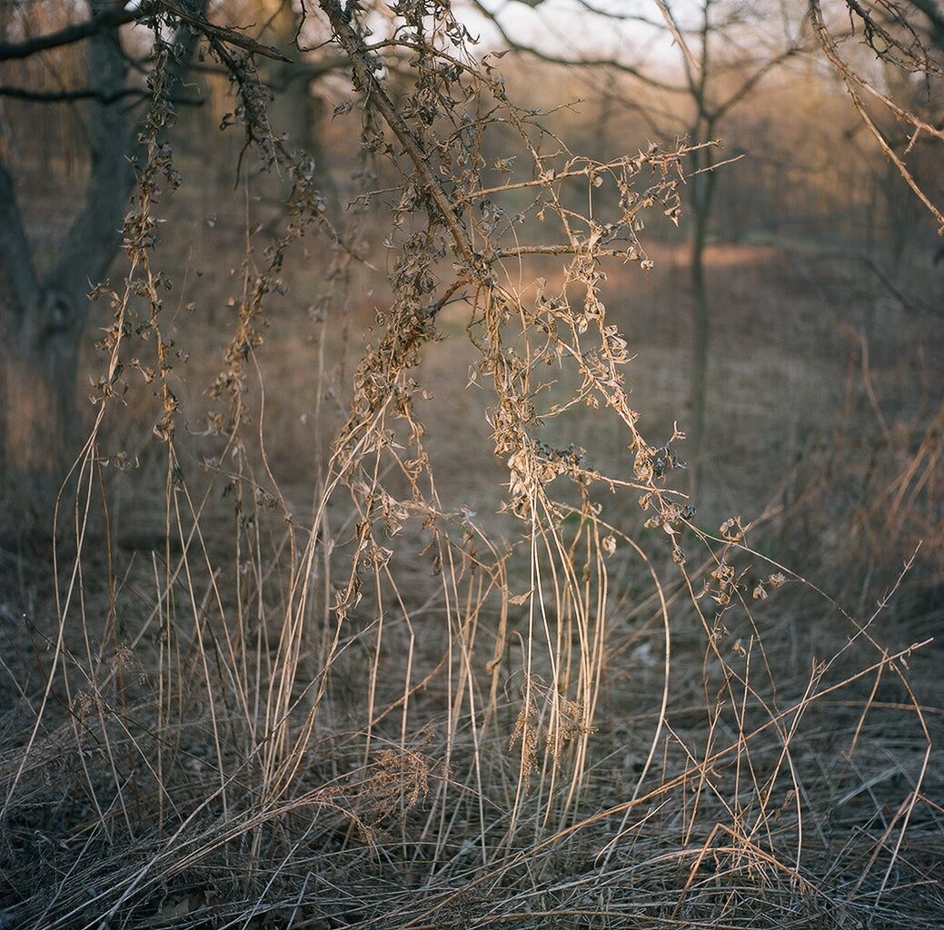 Lauren Kolyn - Emergence of Spring, 120mm film. High Park, April 2019