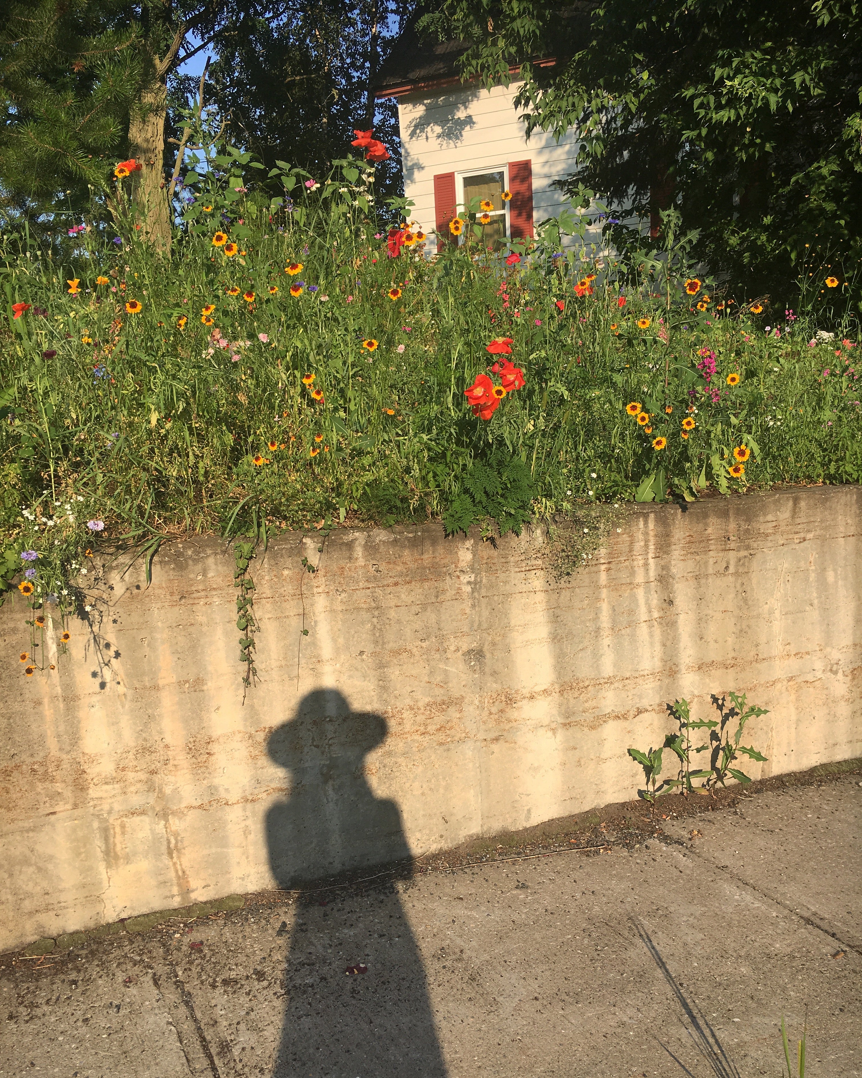 Lauren Kolyn - Roadside wildflowers, self portrait. July 2019