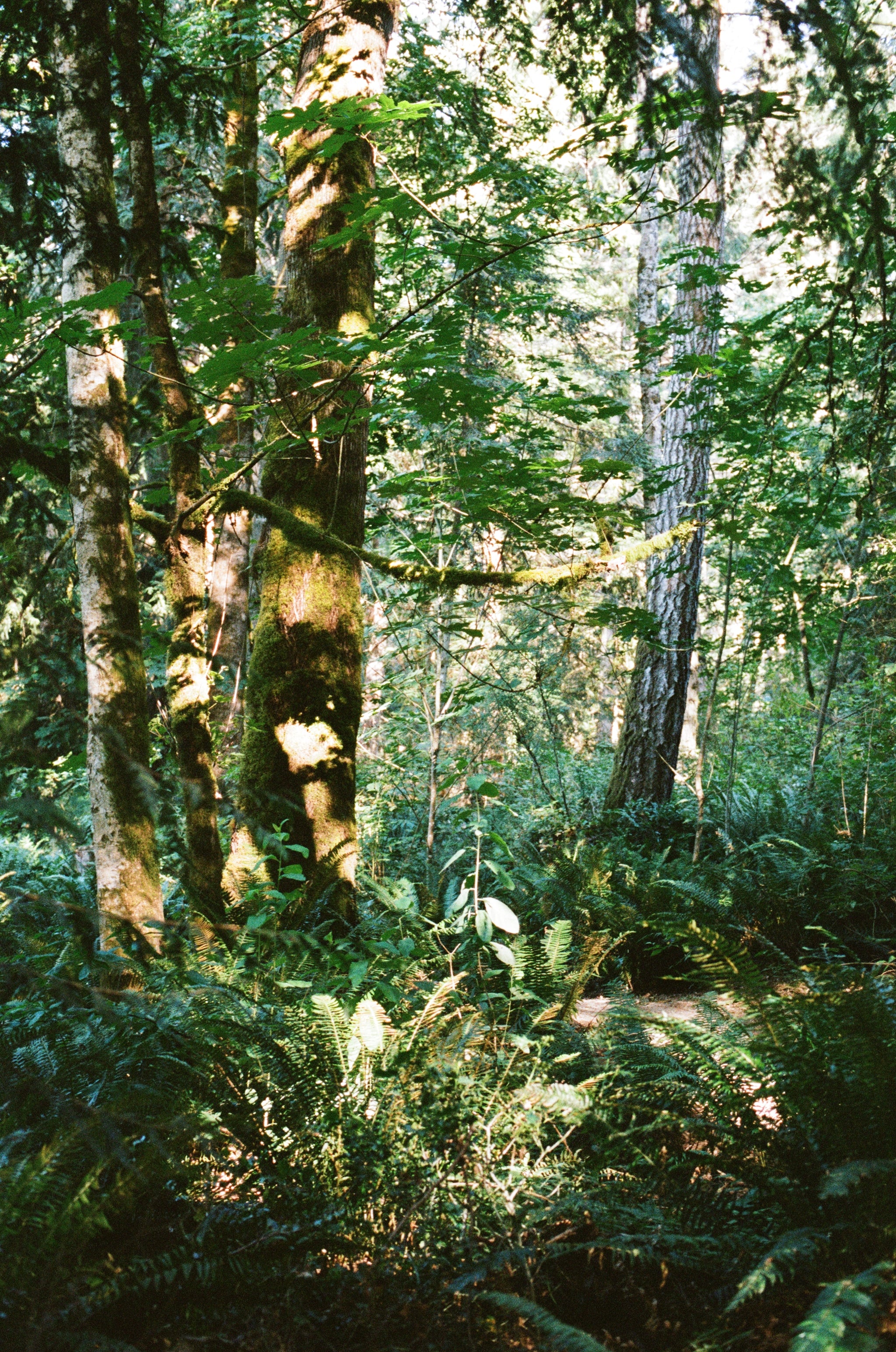 Lauren Kolyn - Forest glow, 35mm film, Salt Spring Island. July 2018