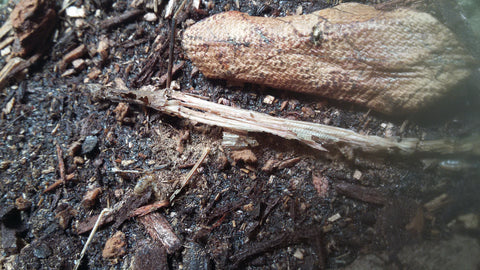 Brown dust in an insect display example