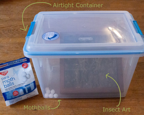 Insect Expressions Natural Décor Mothball Example