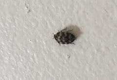 Carpet Beetle Insect pest example