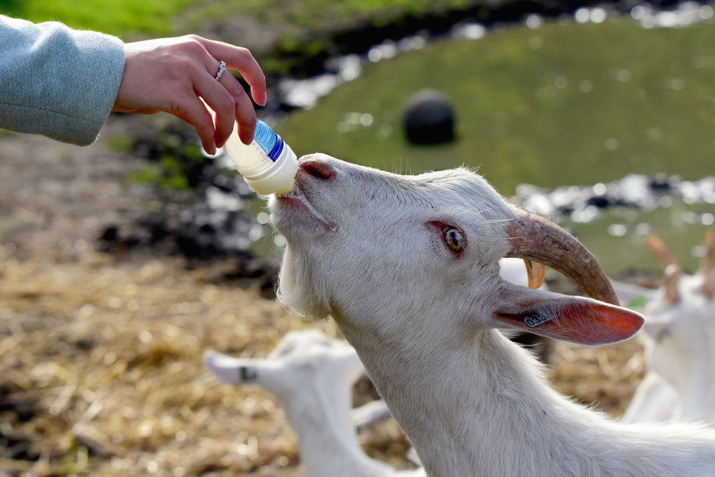 Baby goat drinks milk from a baby bottle.