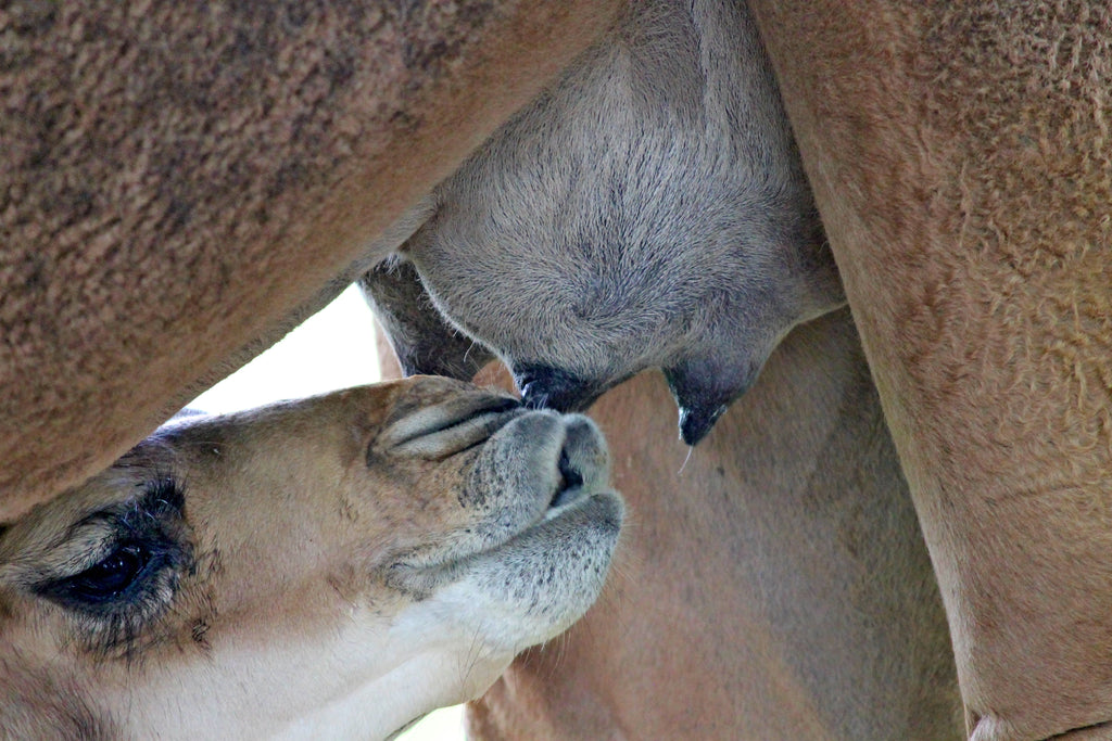 Baby camel is drinking milk from the mother.