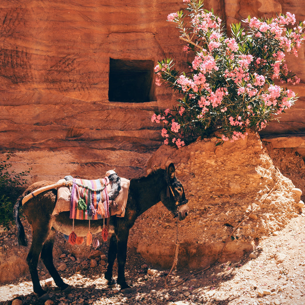 A donkey standing next to a beautiful tree.