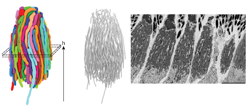 Healthy Aligned Microlenses