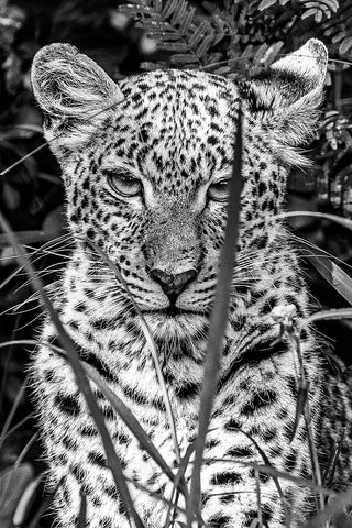 The Watchful Leopard Cub