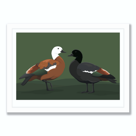 Framed Limited Edition art print of the Paradise Duck pair, by NZ artist Hansby Design.