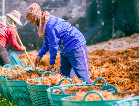 Coconut Husk Composting