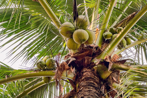 harmless harvest coconuts