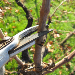 Close up of pruning