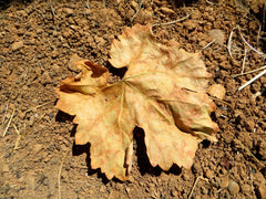 Dry grape leaf
