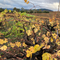 Grapevines with colorful fall leaves