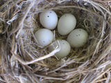 Bird Nest full of 5 beautiful eggs.