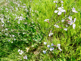 Wild radish in bloom.