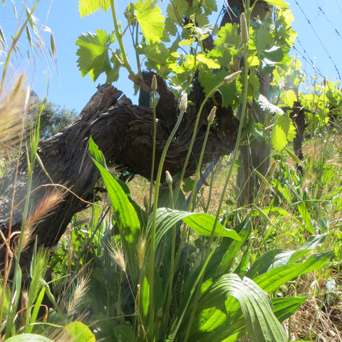 Plantain weed plant in the vineyard