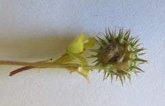 Round spikey burr from burr clover