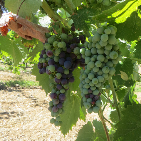 grape clusters changing color from green to purple